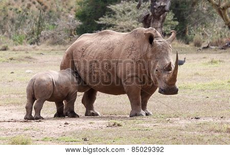 drinking baby rhino