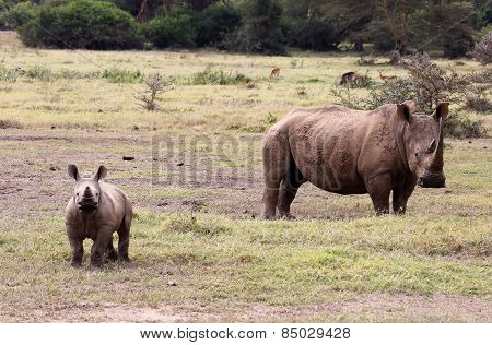 rhino baby