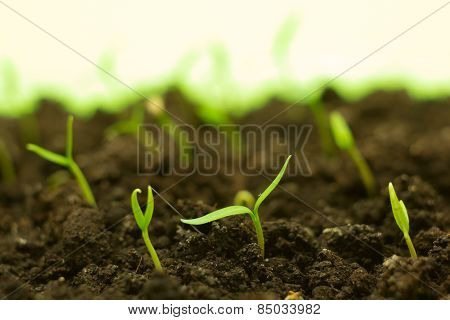 the green pepper