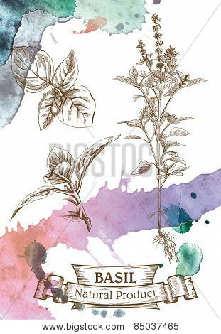 Basil  leaves