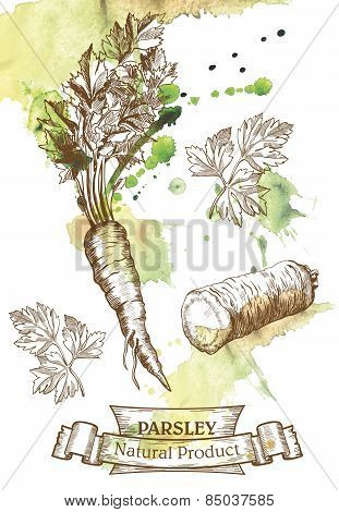 Root and leaves of parsley