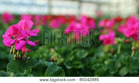 Purple Geranium Flower