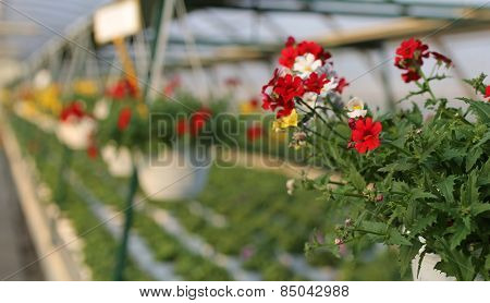 Blooming Geranium Plants For Sale In The Greenhouse