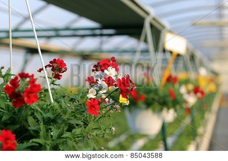 Geranium Plants For Sale In The Greenhouse In Spring