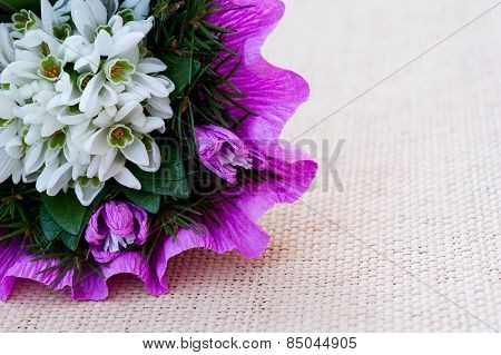 Snowdrop flowers bouquet with fir twigs