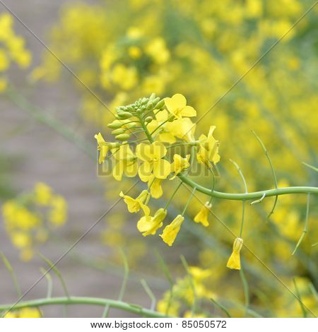 Flowering Mustard.