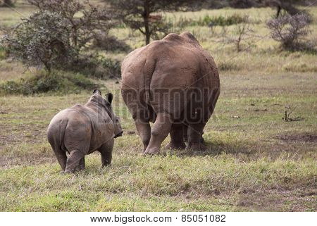 baby rhino with mother