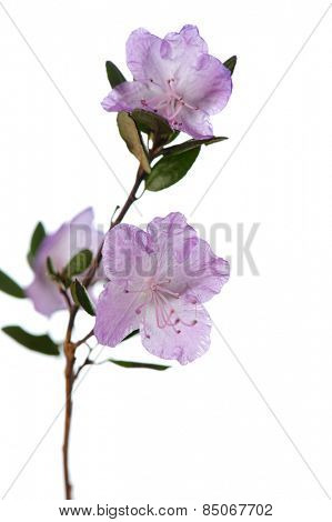 pink flower of ledum macro. isolated on white background