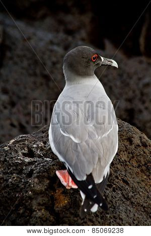 Swallow tailed gull in the Galpagos Islands
