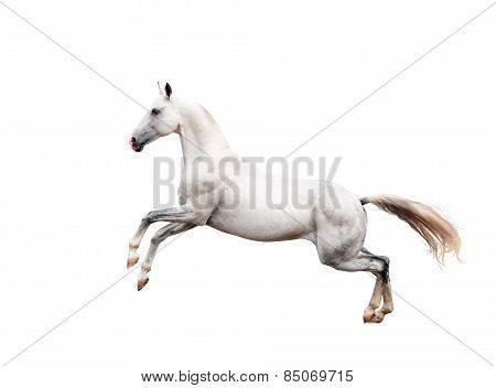 White Akhal-teke Horse Rearing Isolated On Black