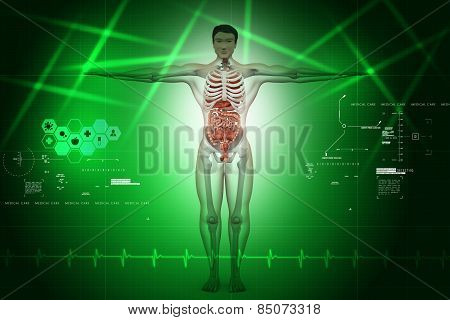 human anatomy