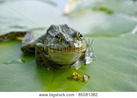 Big Green Frog Sitting On A Green Leaf Lily