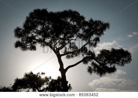 The silhouette of a Sand Pine tree, Pinus clausa, growing in Florida at sunset.