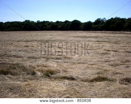 Hainault Forest 18