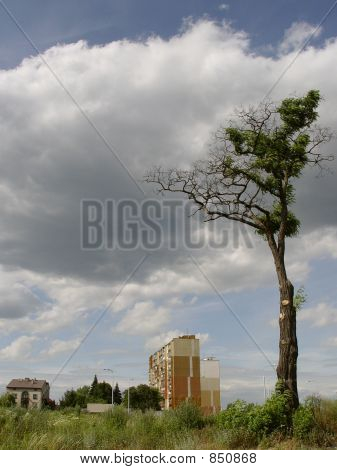 125blockandtree