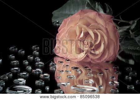 Pink Rose lying on the mirror surface with drops