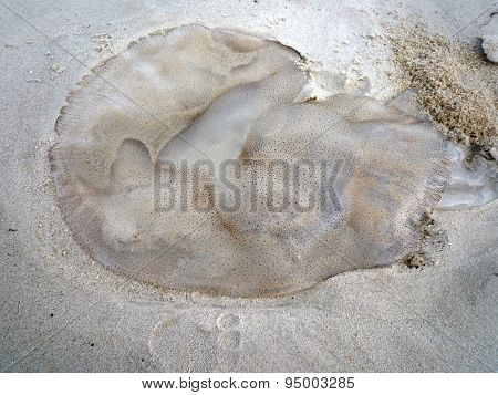 Jelly fish