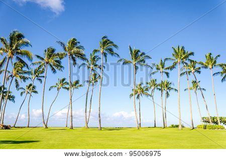 Coconut Palm Trees On The Poipu Beach In Hawaii