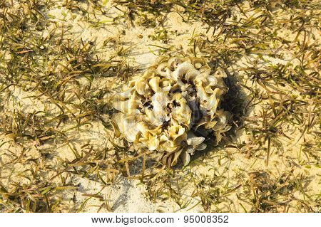 Shell And Algea On The Beach