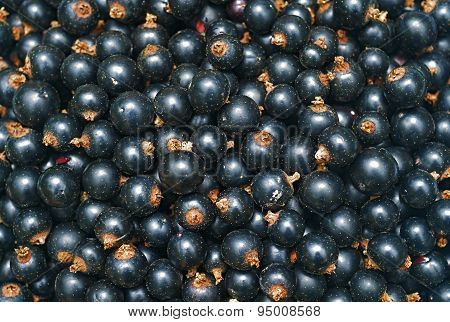 Blackcurrant