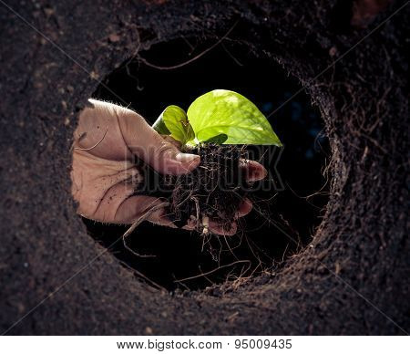 Planting Young Seedling
