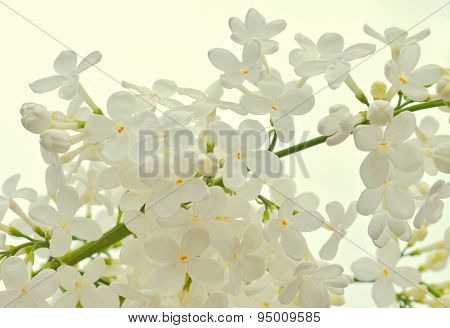White Lilac