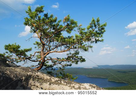 Summer Landscape