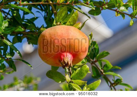 Ripening On Branch Pomegranate (punica Granatum)
