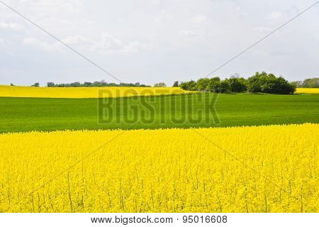 Landscape with clouds, trees and a rape field during flowering