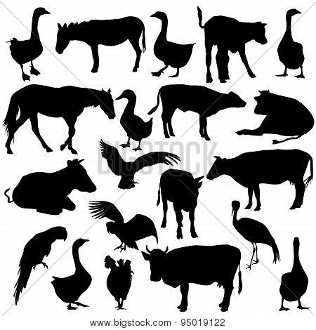Black Set Silhouettes  Zoo Animals Collection On White Backgroun