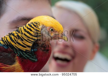 Colorful Pheasant Closeup
