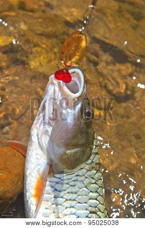 Hampala barb hook Metallic Fishing Lure