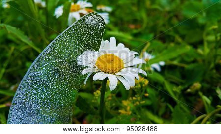 Chamomile and ice