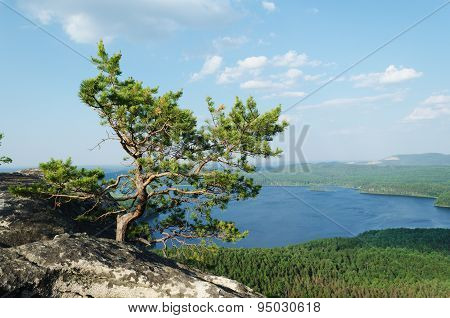 Tree At Mountain Top