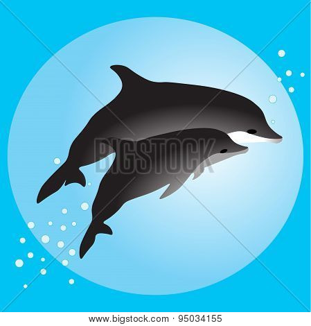 Couple dolphins swimming in the ocean