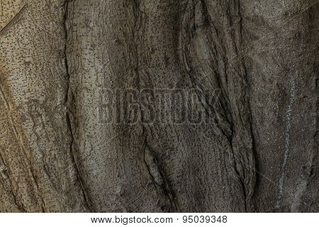 Gnarled Tree Roots