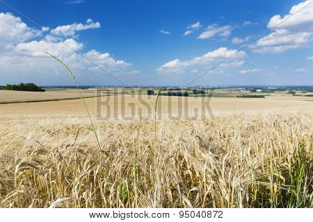 Golden Rye Field