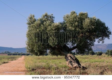 Olive Tree