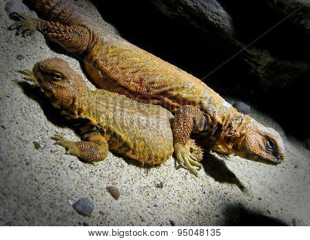Lizards in the sand