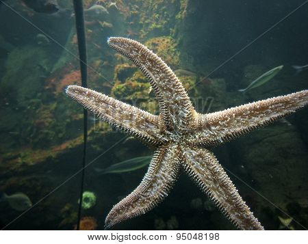 Aquarium starfish
