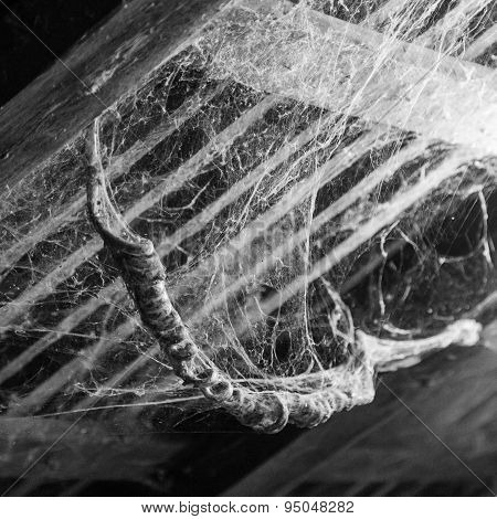 Abstract Ceiling Cobweb trap to die