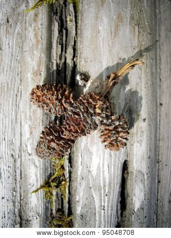 Brown pinecones