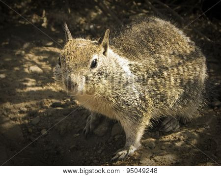 Gray squirrel