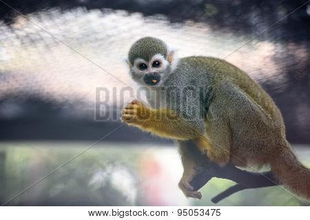 Cute Squirrel Monkey