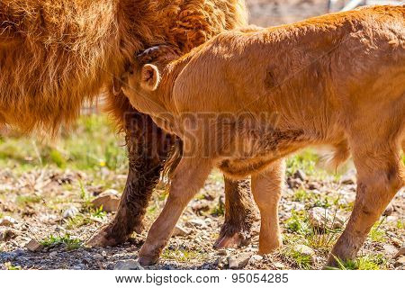 Calf suckling