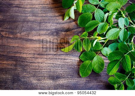 green branch of tea-rose