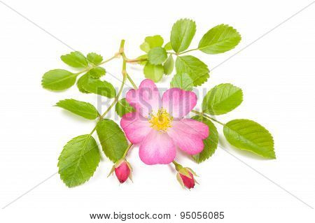 Dog Rose