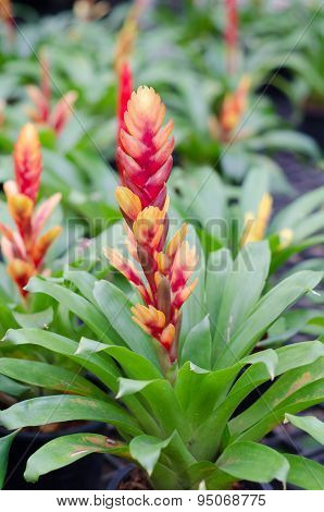 Colorful Bromeliad Flower