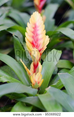 Colorful Bromeliad Flower