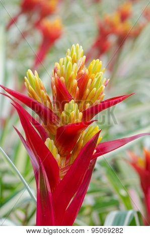 Colorful Bromeliad Flower